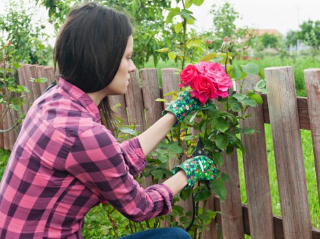 A woman wearing a pink and black checkered shirt and colorful gardening gloves is tending to a vibrant, pink flowering shrub in a well-maintained garden. She appears to be pruning or inspecting the plant, which is supported by a wooden fence made of vertical planks. The garden features lush green grass in the foreground, with various plants and small trees in the background. The scene suggests a typical outdoor residential setting with natural daylight, possibly on a cloudy day, emphasizing the vibrant colors of the flowers and foliage. The overall environment is orderly and cultivated, aligning with professional gardening services in Aldgate, where attention to detail and plant health are priorities in outdoor maintenance. The garden surface includes a mix of grass and soil beds, with the fence providing a defined boundary for the planting area. This scene exemplifies landscape care and plant maintenance, characteristic of gardening services offered by companies like Gardening Services Aldgate in the local area, supporting lush, healthy outdoor spaces in London postcodes.
